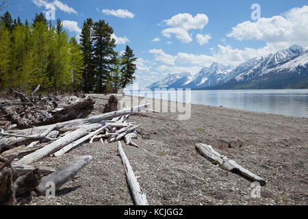 Lewis lac ci-dessous le grand teton mountain range avec des arbres et du bois flotté sur le rivage Banque D'Images