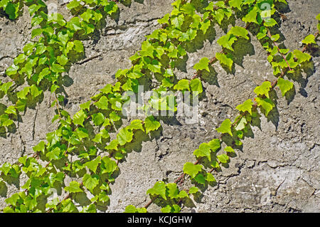 Les japonais, du Parthenocissus tricuspidata ou rampantes lierre de Boston, de la famille des Vitaceae, qui chantent sur un mur Banque D'Images