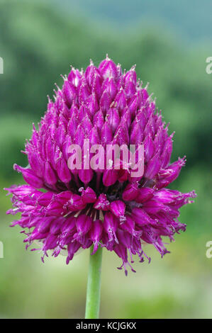 La fleur de l'Allium sphaerocephalum, le poireau à tête ronde, famille des Amaryllidaceae Banque D'Images