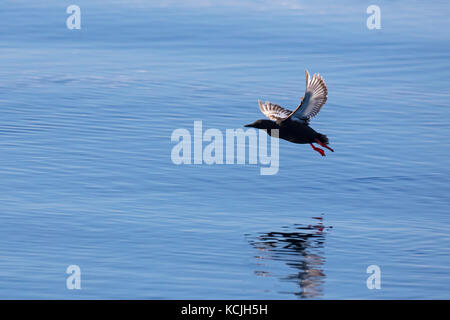 Le guillemot à miroir (Cepphus grylle) / tystie) en plumage nuptial flying over sea Banque D'Images