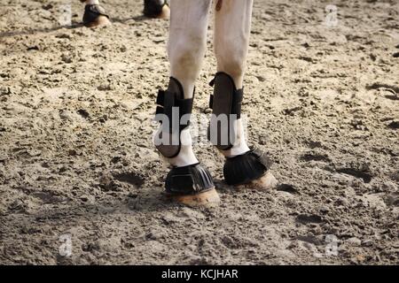 Protections de balle chevaux antérieur mis en place avec bell sabot Banque D'Images