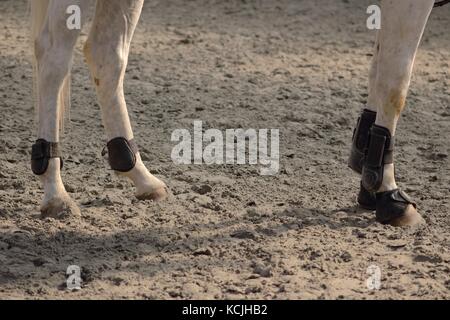 Protections en cuir pour les jambes et les billes de chevaux antérieur et postérieur avec bell sabot Banque D'Images