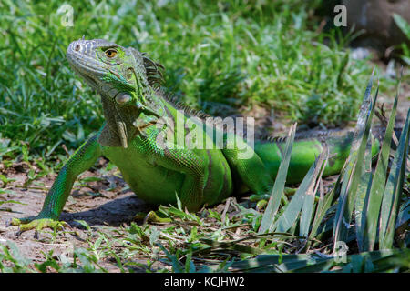 Iguane vert, au soleil, au Mexique, 2017 Banque D'Images