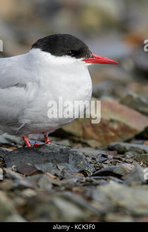 Antarctic Sterne pierregarin (Sterna vittata) perché sur un éperon beach sur l'île de Géorgie du Sud Banque D'Images