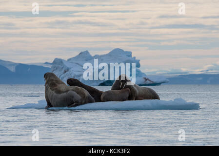 La Norvège, Svalbard, Nordaustlandet, Nordaust-Svalbard Réserve Naturelle, Austfonna calotte de glace. Brasvellbreen glacier, le plus long glacier face dans le nord Banque D'Images