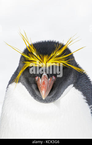 Macaroni Penguin (Eudyptes chrysolophus) perché sur tussock grass et de neige sur l'île de Géorgie du Sud. Banque D'Images