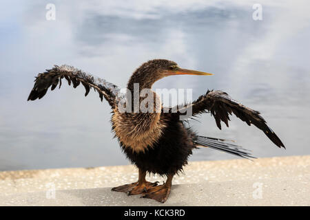 Anhinga d'Amérique de prendre du soleil sur le côté d'un lac, Orlando, Floride, USA. Oiseau est connu sous divers noms en raison de sa ressemblance avec une Turquie lorsqu'au r Banque D'Images