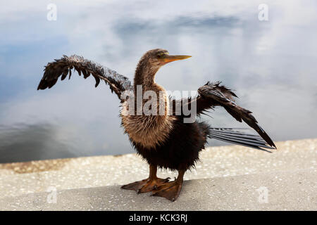 Anhinga d'Amérique de prendre du soleil sur le côté d'un lac, Orlando, Floride, USA. Oiseau est connu sous divers noms en raison de sa ressemblance avec une Turquie lorsqu'au r Banque D'Images