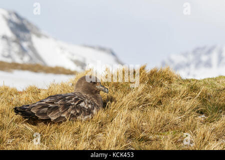 Labbe parasite (Stercorarius antarcticus marron) perché sur tussock grass sur l'île de Géorgie du Sud. Banque D'Images