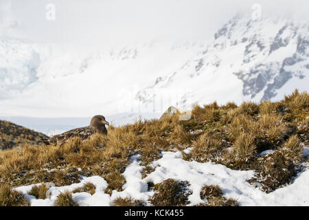 Labbe parasite (Stercorarius antarcticus marron) perché sur tussock grass sur l'île de Géorgie du Sud. Banque D'Images