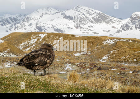 Labbe parasite (Stercorarius antarcticus marron) perché sur tussock grass sur l'île de Géorgie du Sud. Banque D'Images