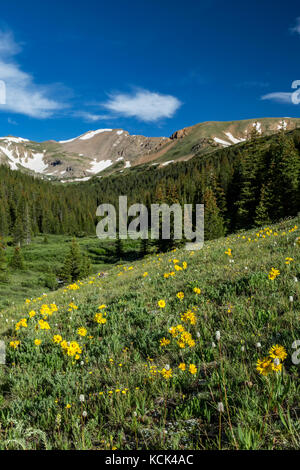 Fleurs sauvages et des montagnes, Herman Gulch Trail, Arapaho National Forest, Colorado USA Banque D'Images