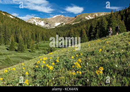 Les randonneurs, les fleurs sauvages et les montagnes, Herman Gulch Trail, Arapaho National Forest, Colorado USA Banque D'Images
