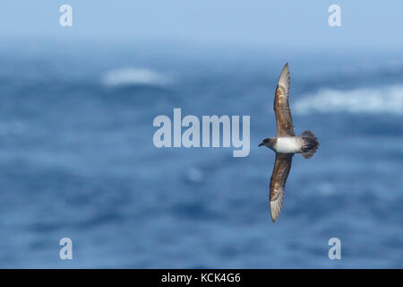 Petrel Pterodroma incerta (Atlantique) volant au-dessus de l'océan à la recherche de nourriture près de l'île de Géorgie du Sud. Banque D'Images