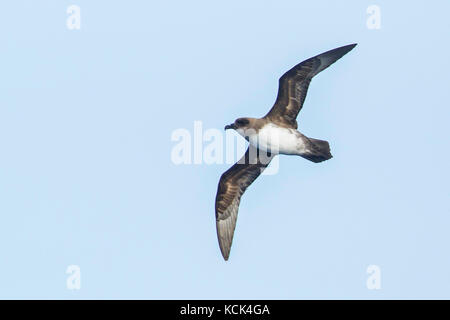 Petrel Pterodroma incerta (Atlantique) volant au-dessus de l'océan à la recherche de nourriture près de l'île de Géorgie du Sud. Banque D'Images