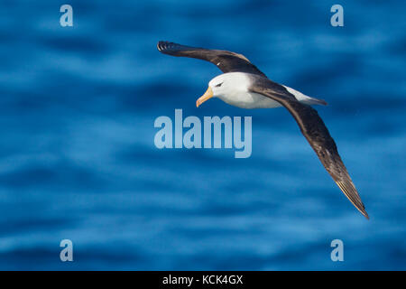 Albatros à sourcils noirs (Thalassarche melanophris) volant au-dessus de l'océan à la recherche de nourriture près de l'île de Géorgie du Sud. Banque D'Images