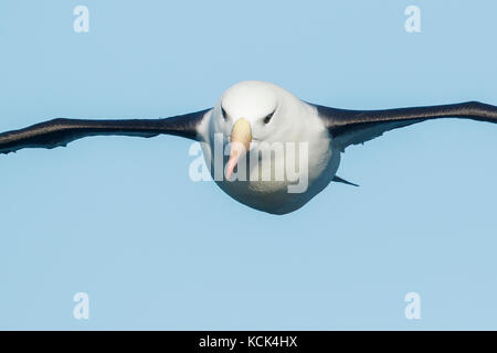 Albatros à sourcils noirs (Thalassarche melanophris) volant au-dessus de l'océan à la recherche de nourriture près de l'île de Géorgie du Sud. Banque D'Images