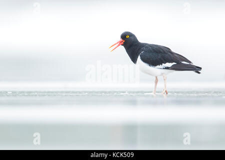 Magellanic Oystercatcher (Haematopus leucopodus) nourrir le long du rivage dans les îles Falkland. Banque D'Images