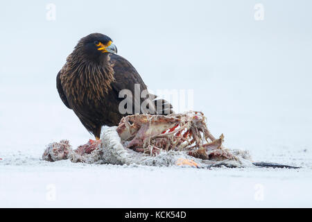 Caracara strié (Phalcoboenus australis) sur une plage dans les îles Falkland. Banque D'Images