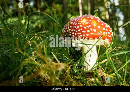 Photo horizontale de rouges champignon avec plusieurs taches blanches sur le chapeau et la jambe blanche. mushroom est de plus en plus dans l'herbe en forêt. champignon est toxique et non Banque D'Images