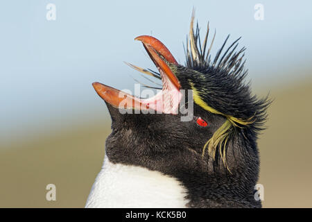 Rockhopper Penguin (Eudyptes chrysocome) perché sur un rocher dans les îles Falkland. Banque D'Images