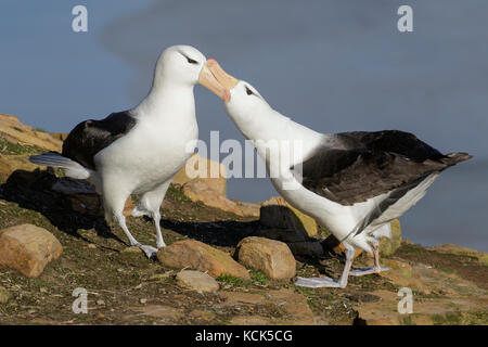 Albatros à sourcils noirs (Thalassarche melanophris) à une colonie nicheuse dans les îles Falkland. Banque D'Images