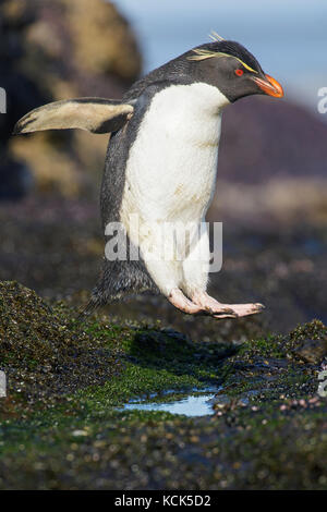 Rockhopper Penguin (Eudyptes chrysocome) perché sur un rocher dans les îles Falkland. Banque D'Images