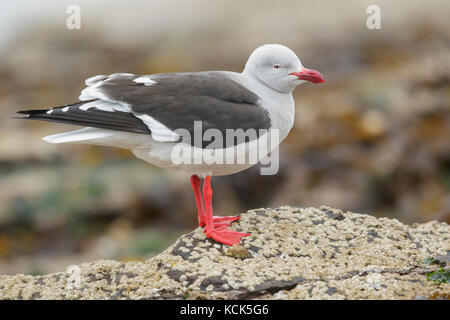 Dolphin Gull Leucophaeus scoresbii le long du rivage dans les îles Falkland. Banque D'Images