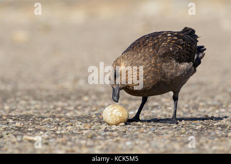 Brown (Skua subantarctique) (Stercorarius antarcticus lonnbergi) pour l'alimentation de récupération à proximité d'une colonie de pingouins dans les îles Falkland. Banque D'Images