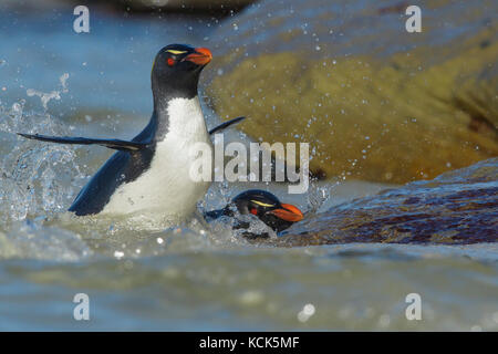 Rockhopper Penguin (Eudyptes chrysocome) émergeant de l'océan dans les îles Falkland. Banque D'Images