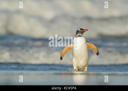 Gentoo pingouin (Pygoscelis papua) émergeant de l'océan dans les îles Falkland. Banque D'Images