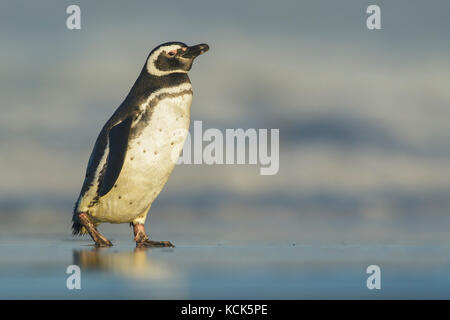 Manchot de Magellan (Spheniscus magellanicus) sur une plage dans les îles Falkland. Banque D'Images