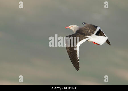 Dolphin Gull Leucophaeus scoresbii dans les îles Falkland. Banque D'Images