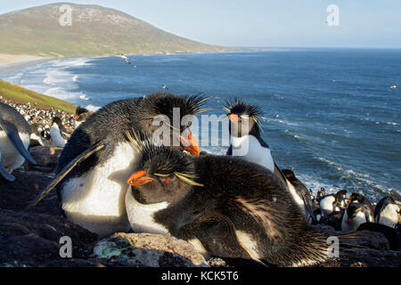 Rockhopper Penguin (Eudyptes chrysocome) à une colonie nicheuse dans les îles Falkland. Banque D'Images
