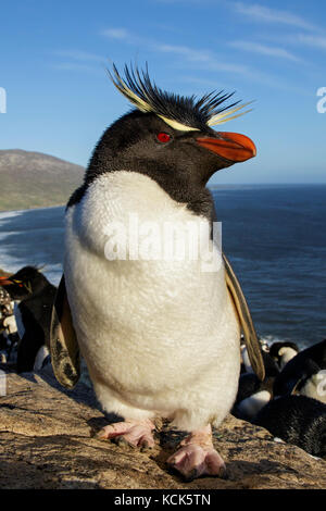 Rockhopper Penguin (Eudyptes chrysocome) à une colonie nicheuse dans les îles Falkland. Banque D'Images