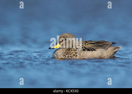 Teal (Anas flavirostris mouchetée) nager sur un petit étang dans les îles Falkland. Banque D'Images