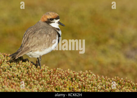 Deux-banded Plover (Charadrius falklandicus) perché sur le terrain dans les îles Falkland. Banque D'Images