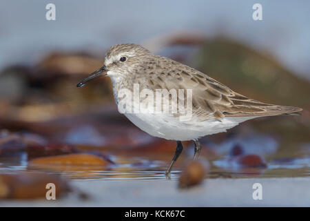 Bécasseau à croupion blanc (Calidris fuscicollis) dosage dans un lagon des marées dans les îles Falkland. Banque D'Images