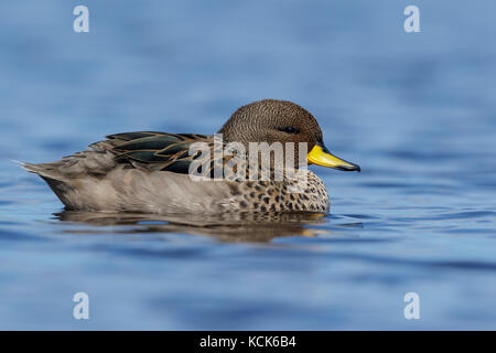 Teal (Anas flavirostris mouchetée) nager sur un petit étang dans les îles Falkland. Banque D'Images