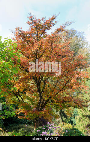 Automne couleur rouge et orange dans le feuillage de l'arbre à feuilles caduques, hardy Stewartia pseudocamellia Banque D'Images