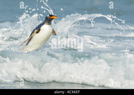 Gentoo pingouin (Pygoscelis papua) Retour à la terre par les vagues dans les îles Falkland. Banque D'Images