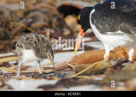 Magellanic Oystercatcher (Haematopus leucopodus) et adultes alimentation poussin le long du rivage dans les îles Falkland. Banque D'Images