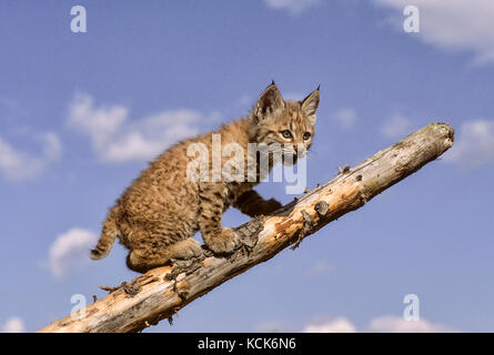 Les jeunes lynx roux (Lynx rufus) on log, espèces en captivité Banque D'Images