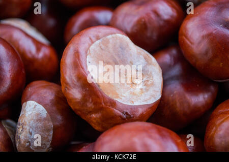 Collection de châtaignes cheval close up chasse d'automne anglais conkers recueillis dans une pile fraîche de l'Horse Chestnut Tree en france Banque D'Images