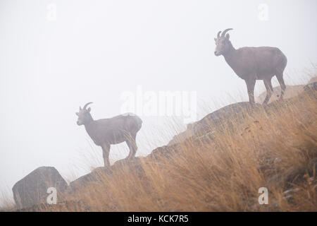 Deux silhouettes de femmes moutons bighorn (Ovis canadensis) sur une pente de montagne brumeuse dans la vallée de l'Okanagan en Colombie-Britannique, Canada Banque D'Images