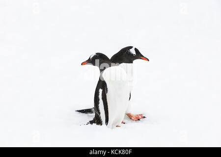 Deux Penguins Gentoo (Pygoscelis papouasie) se rassemblent sur une route de pingouins, la côte de Danco, la péninsule antarctique, l'Antarctique Banque D'Images