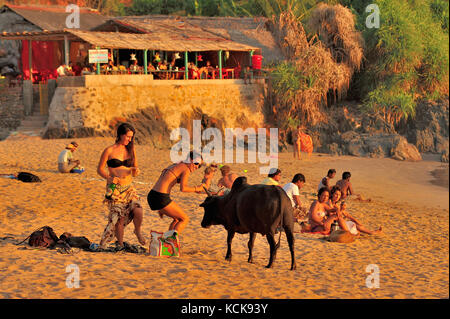 bull sur la plage, Om Beach, près de Gokarna, Karnataka, Inde Banque D'Images