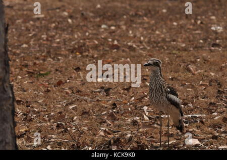 Bush stone curlew semblant de ne pas être vu, Townsville, Queensland, Australie, septembre/2017 Banque D'Images