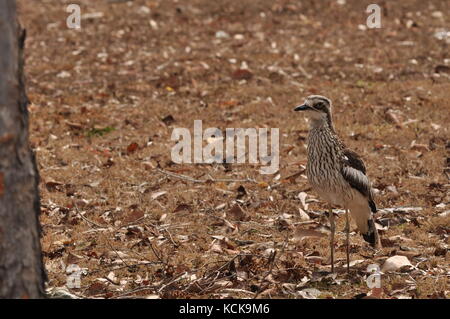 Bush stone curlew semblant de ne pas être vu, Townsville, Queensland, Australie, septembre/2017 Banque D'Images