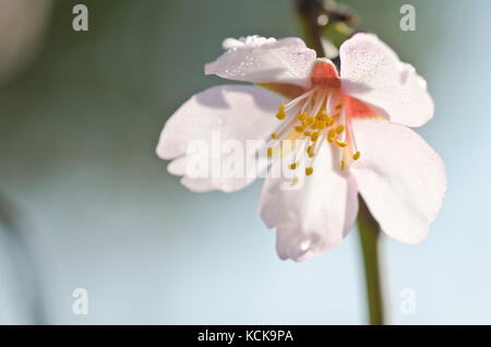 Fleur d'amande en branche avec gouttes de rosée Banque D'Images